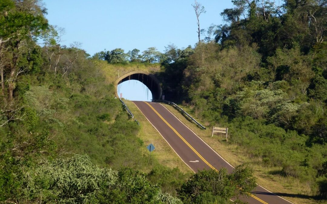 Se comienza a plantear la construcción de pasafaunas